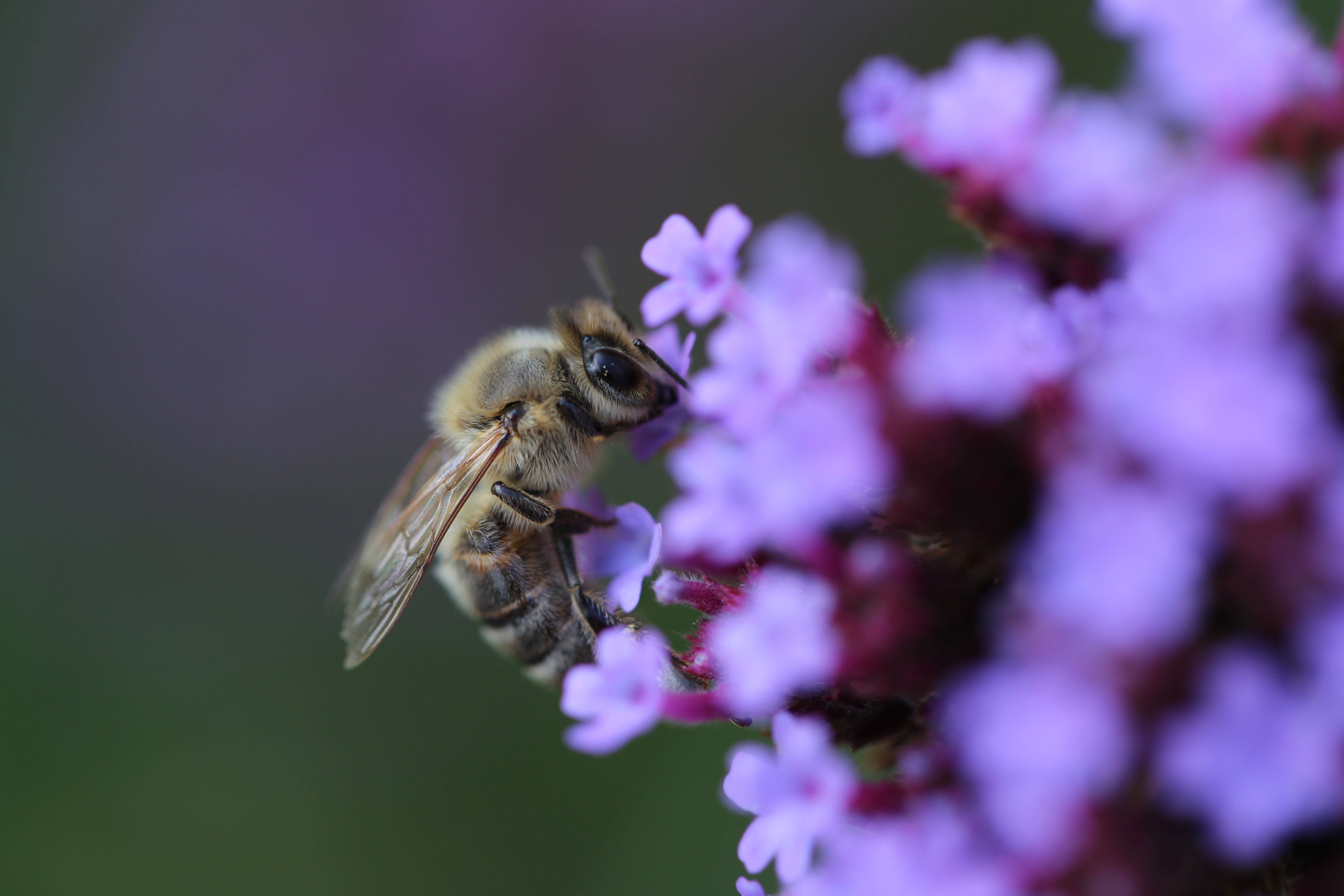 bee kew 010917